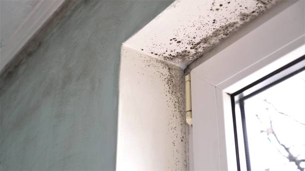 Best Mold Removal Company Near Me  in Crenshaw, MS