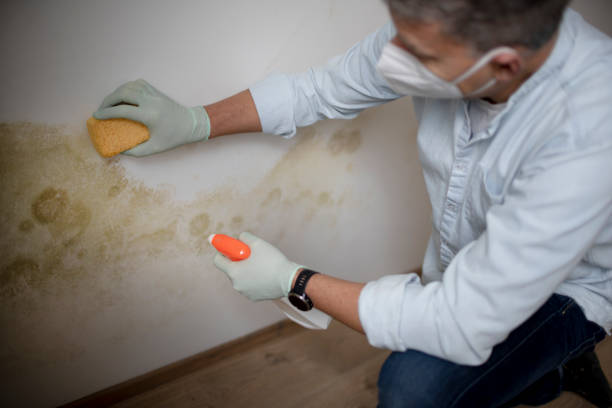 Best Black Mold Removal  in Crenshaw, MS