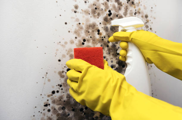 Professional Mold Removal in Crenshaw, MS