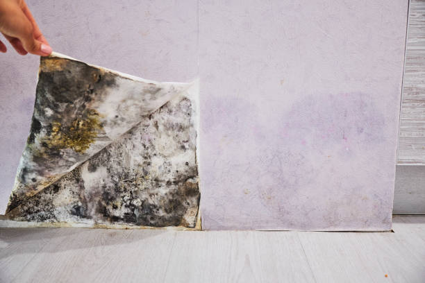 Best Attic Mold Removal  in Crenshaw, MS